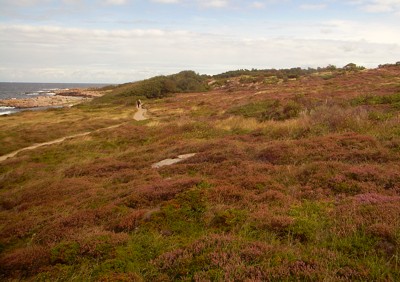 Heide - Hammeren Heide - Hammeren