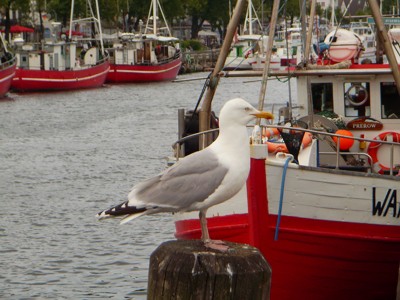 Warnemünde Alter Strom