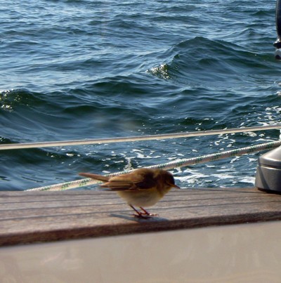 Gast an Bord Gast an Bord