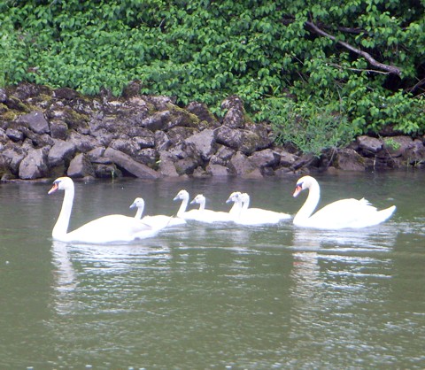 Schwan Schwan