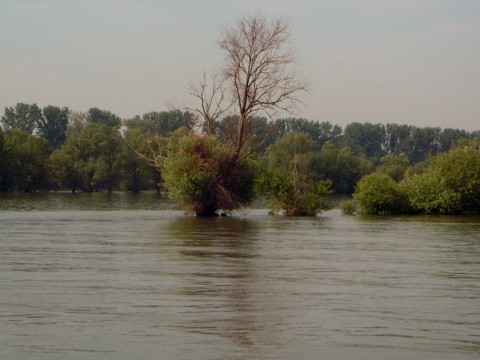 Rheingau Rheingau