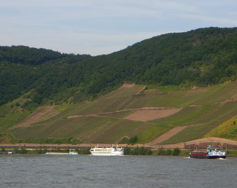 Wein am Rhein