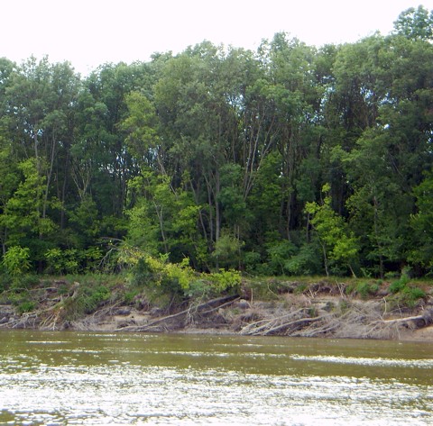 Donau - ganze Bäume im Wasser Donau - ganze Bäume im Wasser