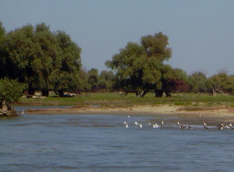 Donaudelta