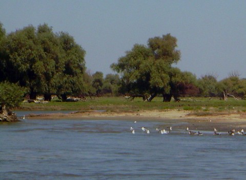 Donaudelta Donaudelta