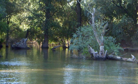 Donaudelta