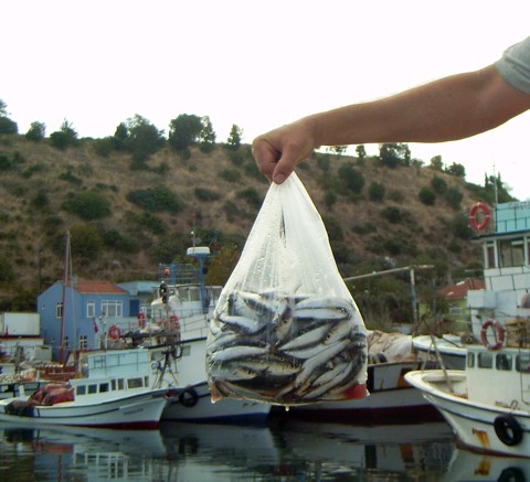 türkischer Fisch türkischer Fisch