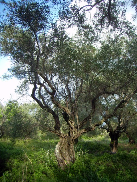 Olivenbäume Olivenbäume