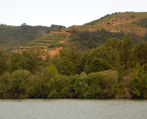 Weinhänge - Rhone Weinhänge - Rhone