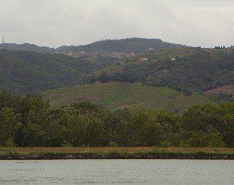 Weinberge - Rhone Weinberge - Rhone