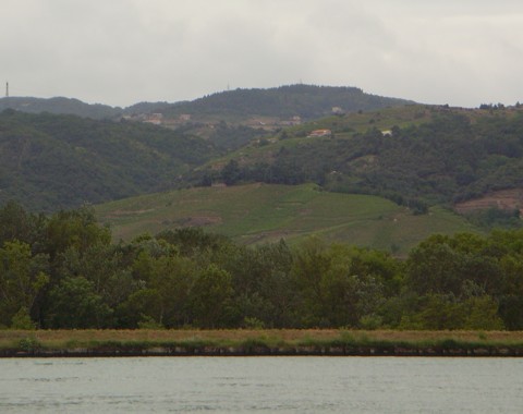 Weinberge - Rhone