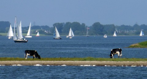 Schlei