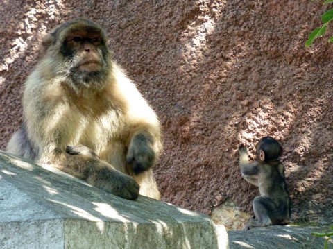 Affe - Gibraltar Affe - Gibraltar