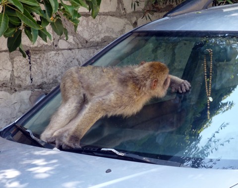 Affe / Auto - Gibraltar Affe / Auto - Gibraltar
