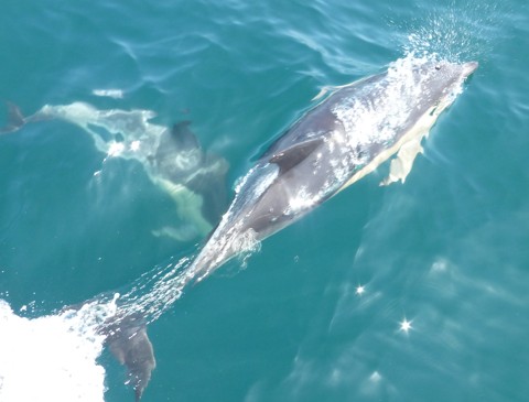 Delphin Delphin