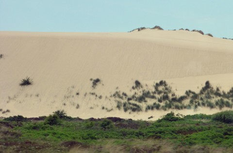 Wanderdüne auf Sylt