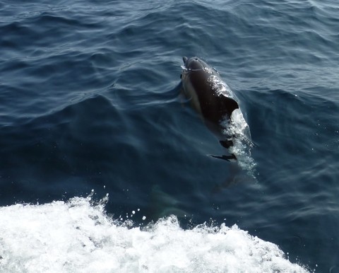 Delphin Delphin