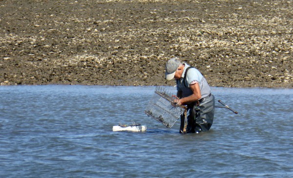 Muschelsucher
