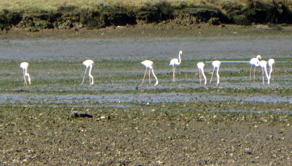 Flamingo