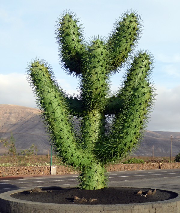 Jardin de Cactus