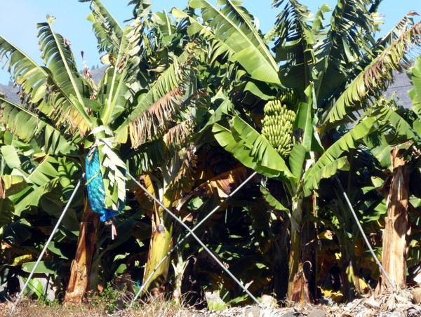 Bananen Bananen
