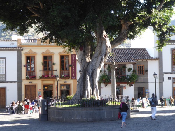 Teror, Plaza del Pino mit Lorbeer Teror, Plaza del Pino, Lorbeer