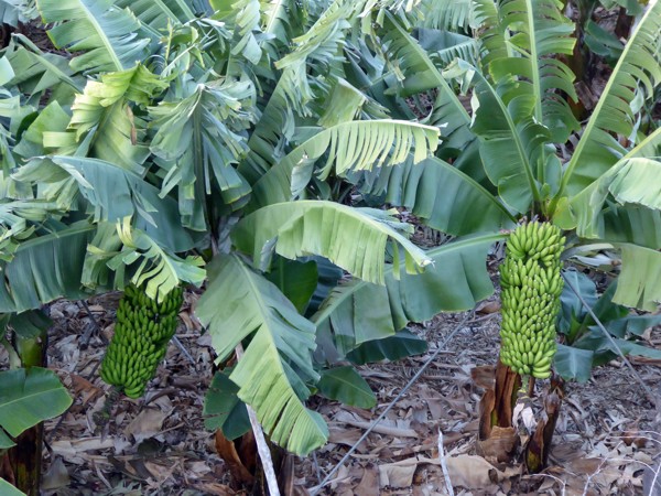 Bananen auf Teneriffa Bananen Teneriffa
