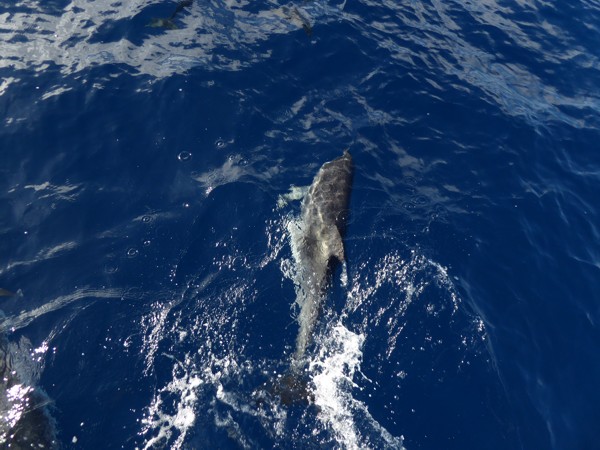 Delphin Delphin