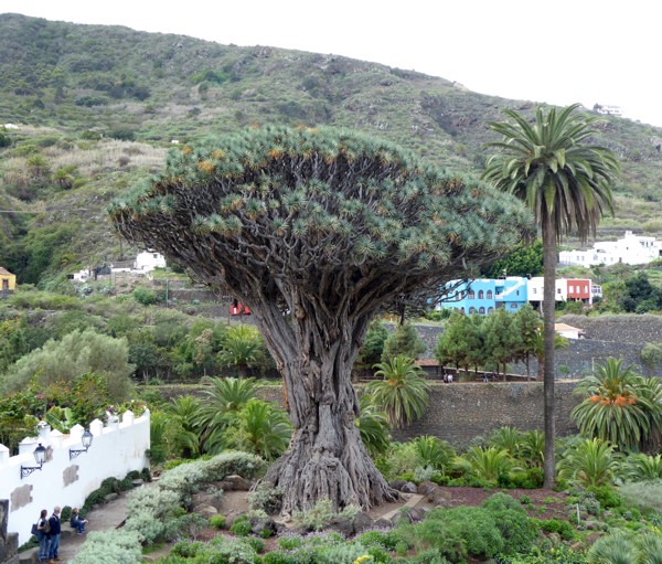 Drachenbaum Drago Milenario