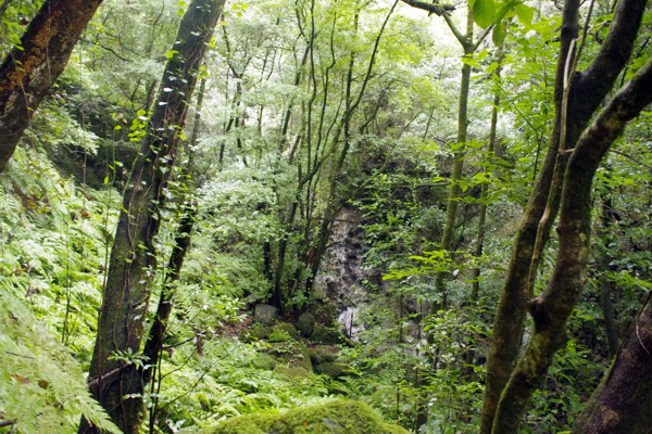Urwald auf La Palma Urwald