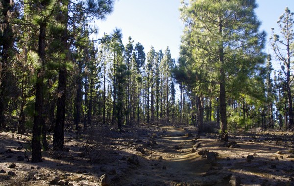 Wald auf La Palma Wald La Palma