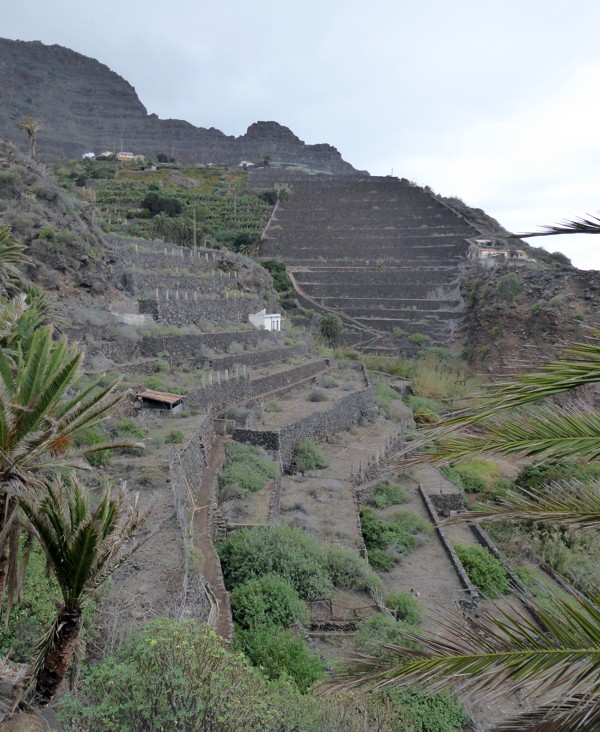 Terrassenfelder auf La Gomera Terrassenfelder - La Gomera