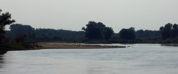 Elbe - wenig Wasser Elbe - wenig Wasser