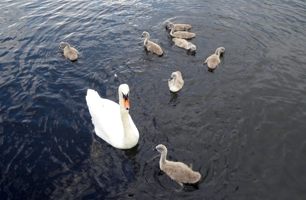 Schwan Schwan