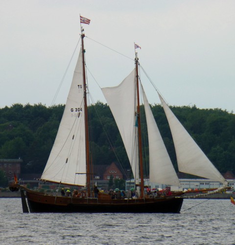 Qualle - Segeln Qualle - Segeln