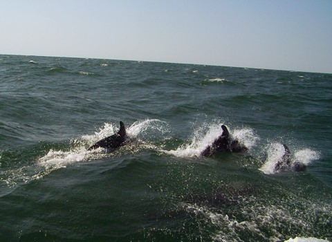 Delphine im Schwarzen Meer Delphine im Schwarzen Meer