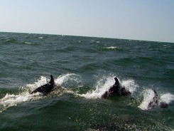 Segeln Schwarzes Meer Segeln Schwarzes Meer