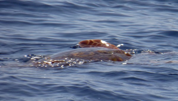 Segeln Spanien Mittelmeer